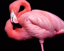 Pink Flamingo Posing wallpaper 220x176