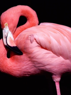 Обои Pink Flamingo Posing 240x320