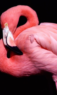 Sfondi Pink Flamingo Posing 240x400