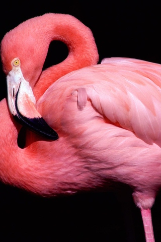 Pink Flamingo Posing wallpaper 320x480