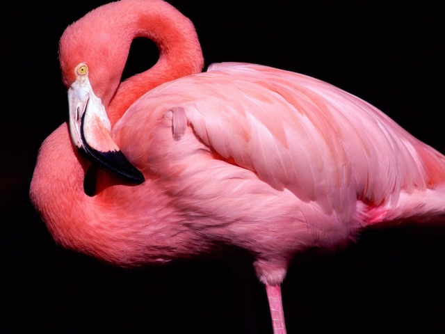 Pink Flamingo Posing wallpaper 640x480