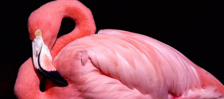 Pink Flamingo Posing wallpaper 720x320