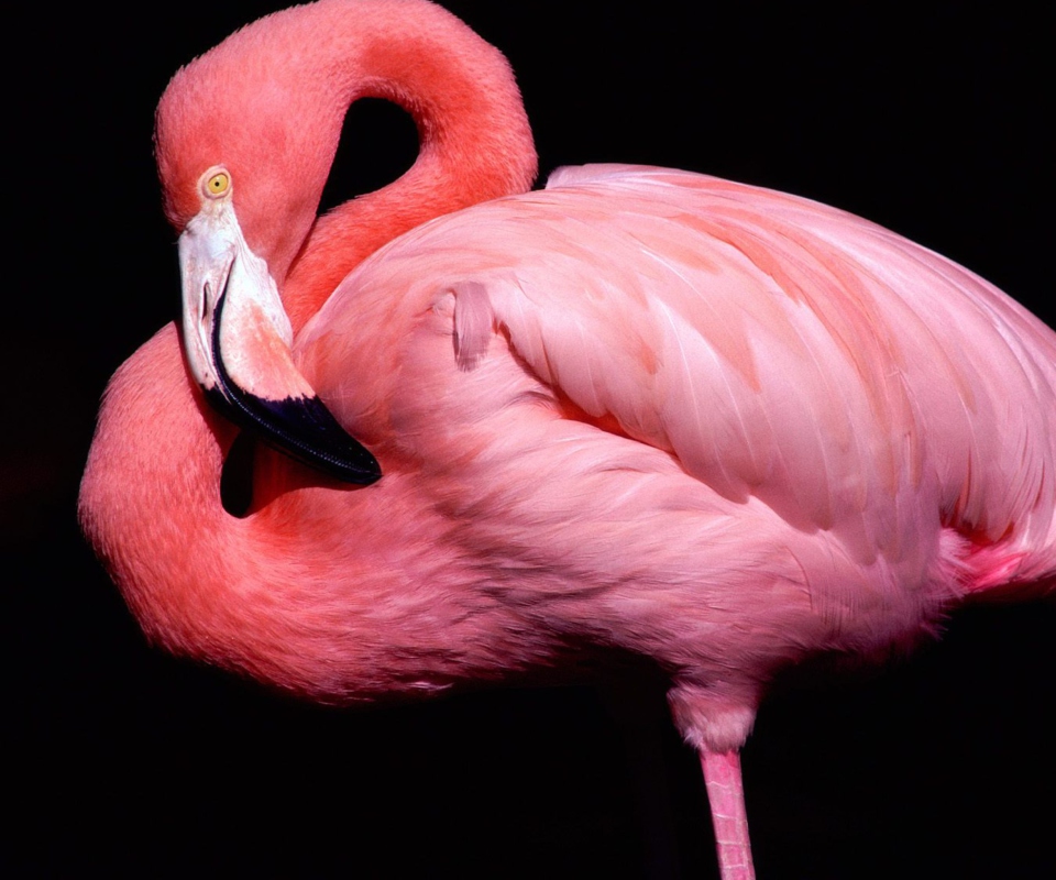 Das Pink Flamingo Posing Wallpaper 960x800
