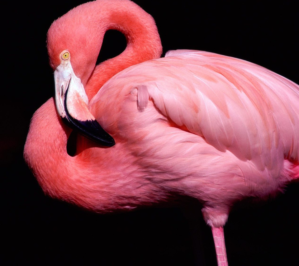 Das Pink Flamingo Posing Wallpaper 960x854
