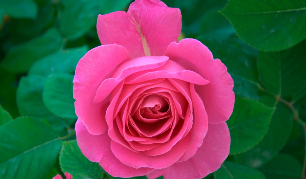 Fondo de pantalla Bright Pink Rose 1024x600