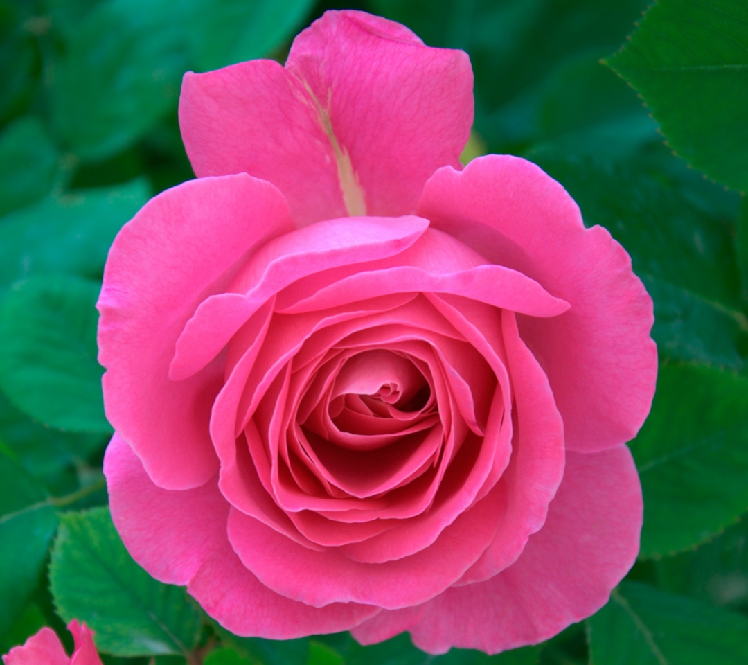 Обои Bright Pink Rose 1080x960