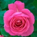 Sfondi Bright Pink Rose 128x128