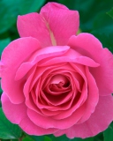 Screenshot №1 pro téma Bright Pink Rose 128x160