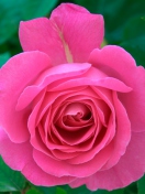 Bright Pink Rose screenshot #1 132x176