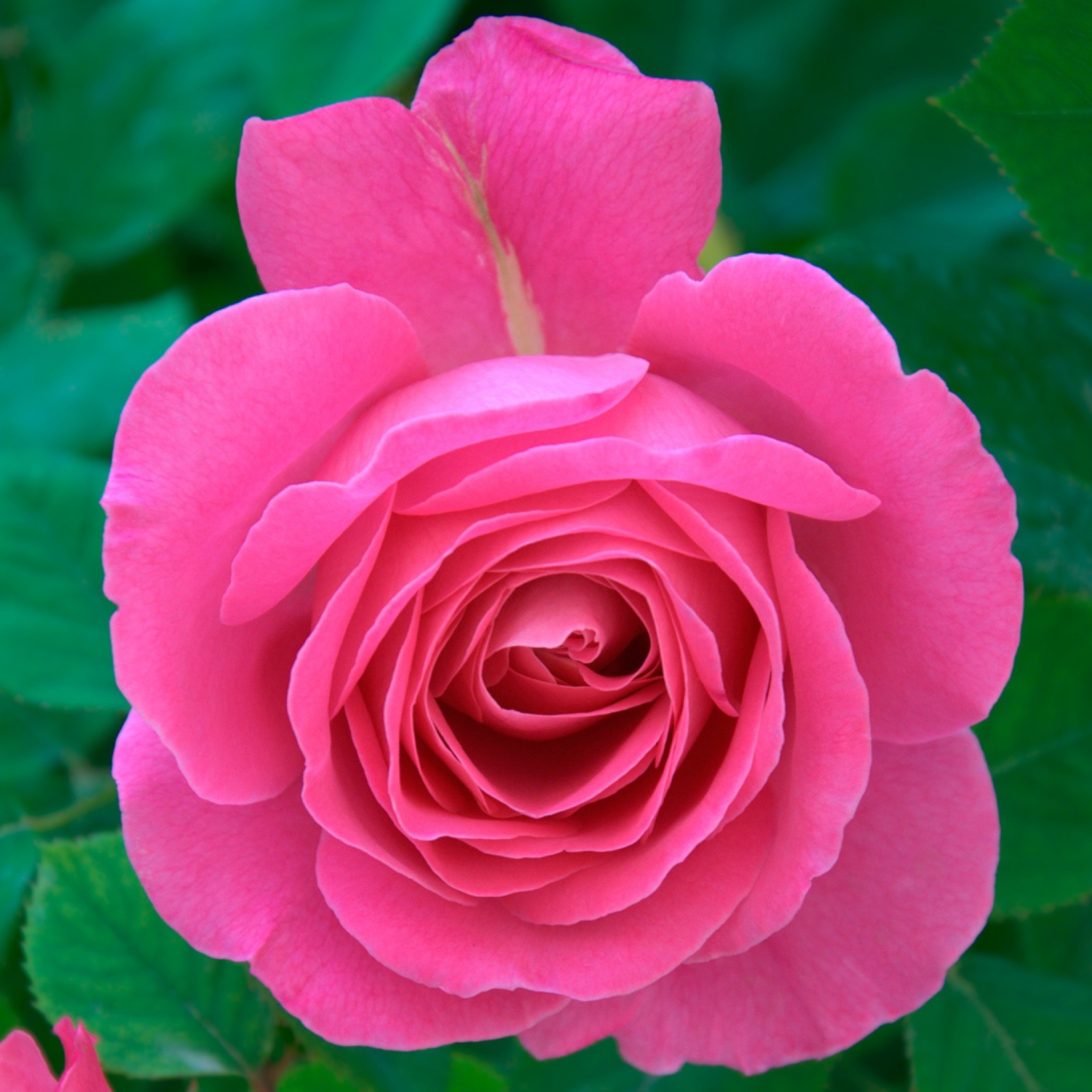 Bright Pink Rose screenshot #1 2048x2048