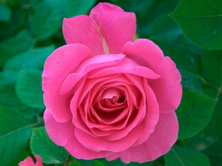 Das Bright Pink Rose Wallpaper 320x240