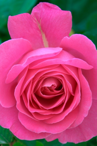 Sfondi Bright Pink Rose 320x480