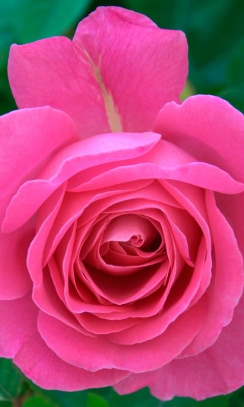 Das Bright Pink Rose Wallpaper 480x800