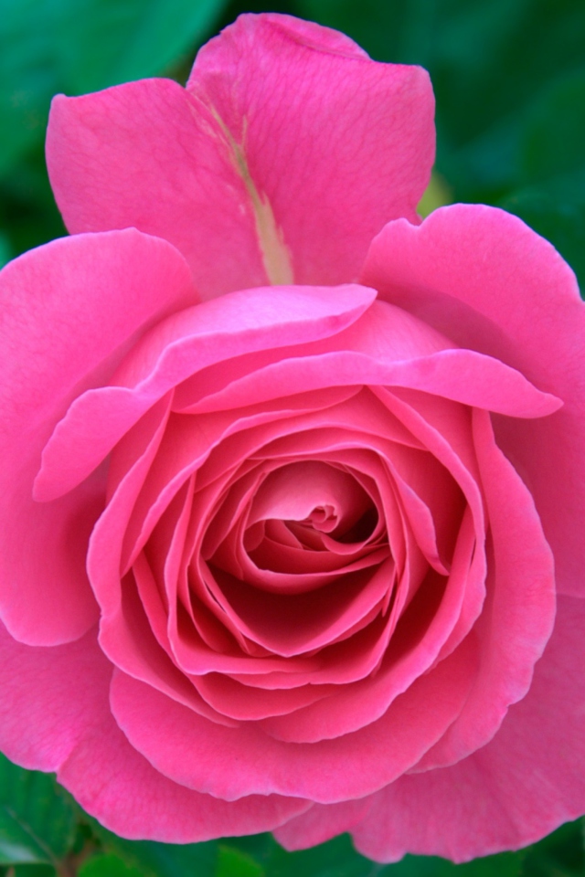 Обои Bright Pink Rose 640x960