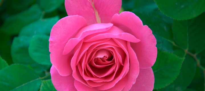 Sfondi Bright Pink Rose 720x320