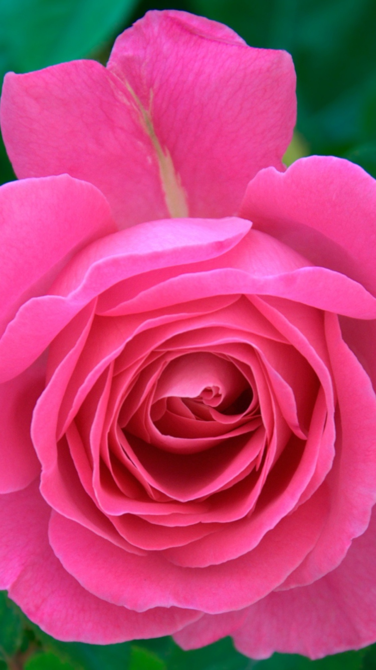Обои Bright Pink Rose 750x1334