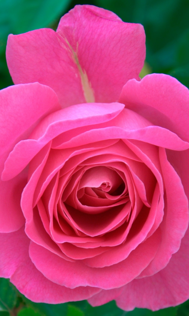 Das Bright Pink Rose Wallpaper 768x1280