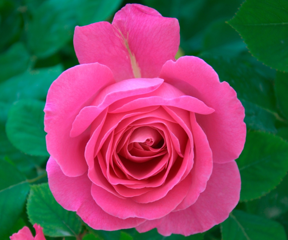 Sfondi Bright Pink Rose 960x800