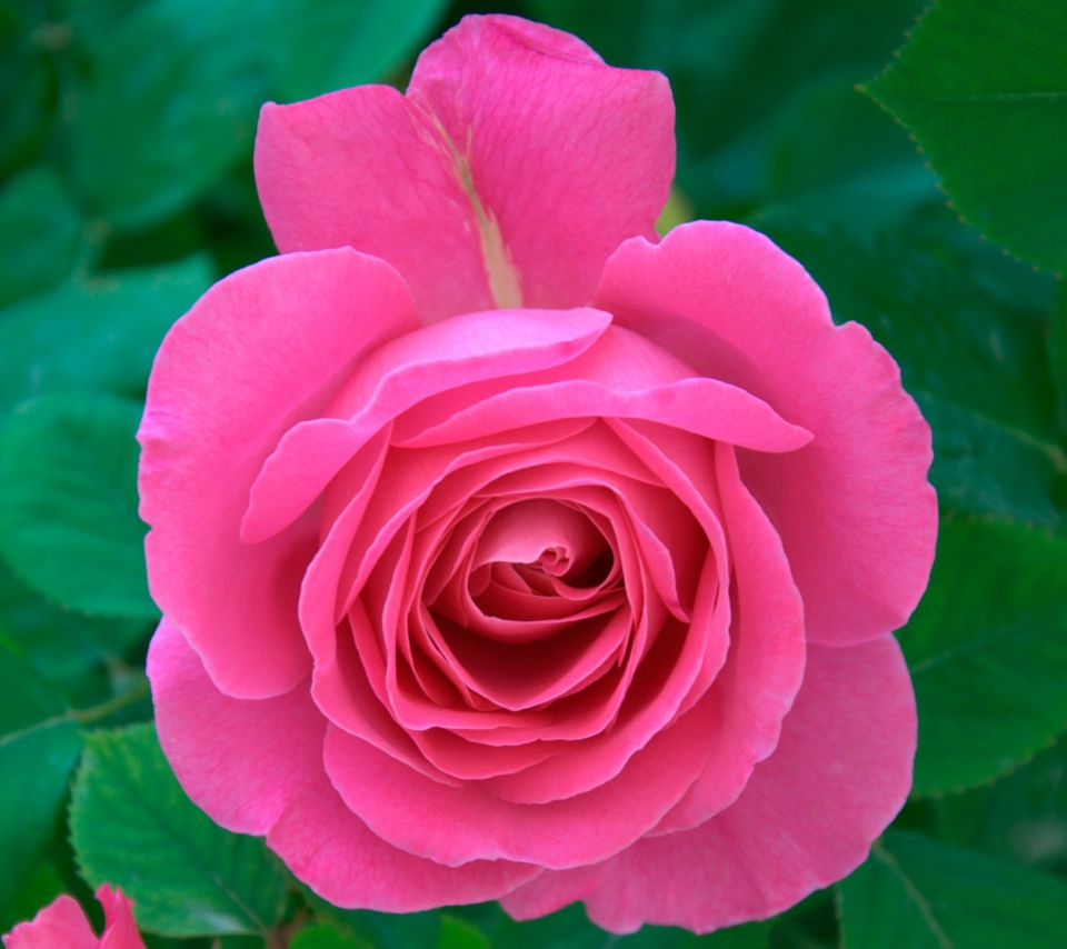 Das Bright Pink Rose Wallpaper 960x854
