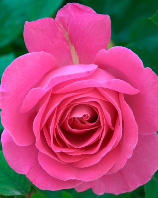 Free Bright Pink Rose Picture for HTC Titan