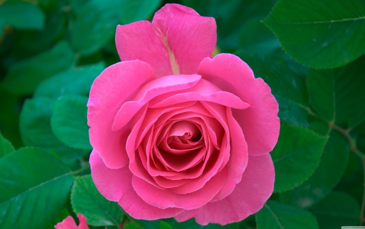 Sfondi Bright Pink Rose