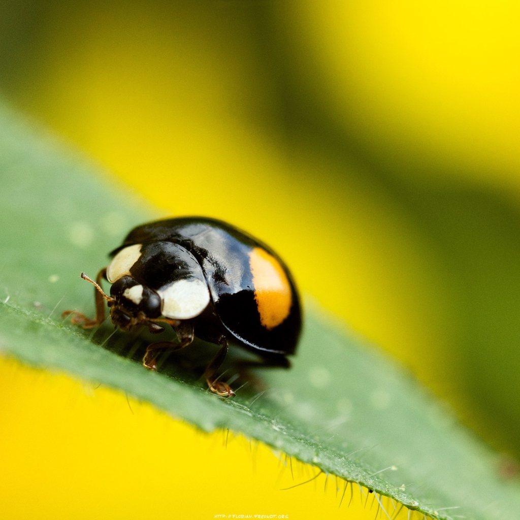 Fondo de pantalla Yellow Ladybug On Green Leaf 1024x1024
