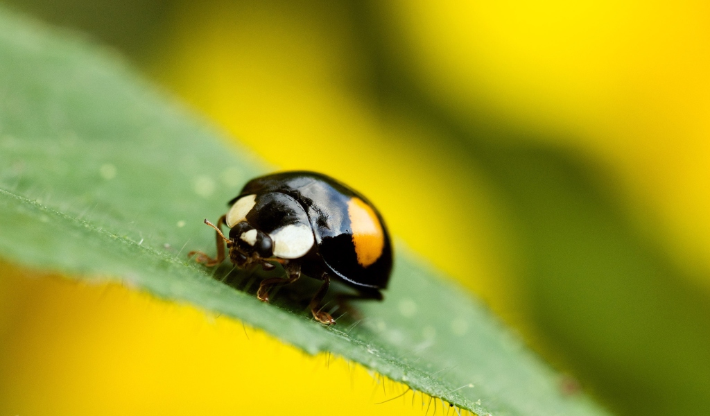 Screenshot №1 pro téma Yellow Ladybug On Green Leaf 1024x600