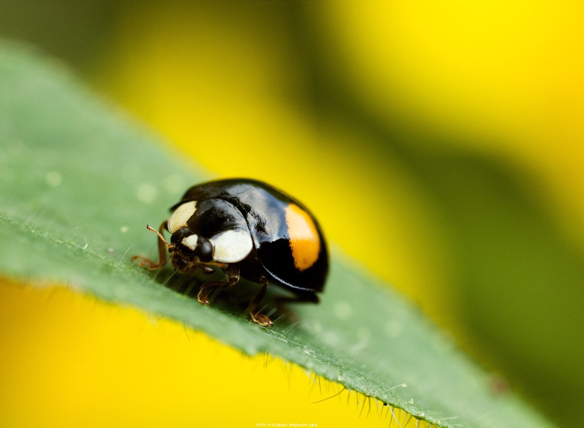 Fondo de pantalla Yellow Ladybug On Green Leaf 1920x1408