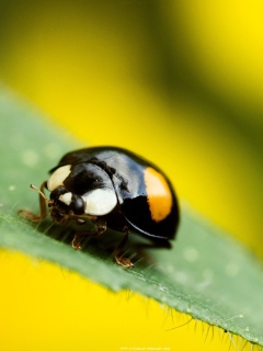 Fondo de pantalla Yellow Ladybug On Green Leaf 240x320