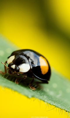 Sfondi Yellow Ladybug On Green Leaf 240x400