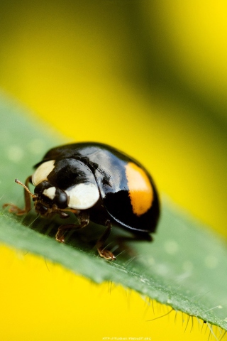 Das Yellow Ladybug On Green Leaf Wallpaper 320x480