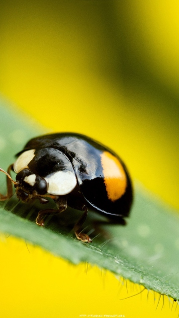 Screenshot №1 pro téma Yellow Ladybug On Green Leaf 360x640