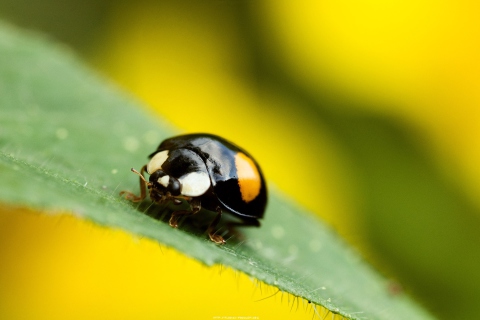 Fondo de pantalla Yellow Ladybug On Green Leaf 480x320