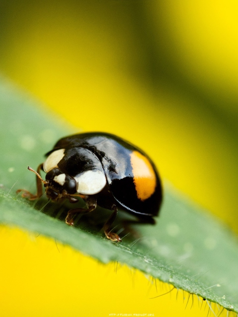 Sfondi Yellow Ladybug On Green Leaf 480x640