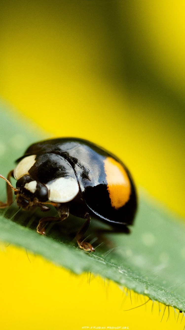 Fondo de pantalla Yellow Ladybug On Green Leaf 750x1334