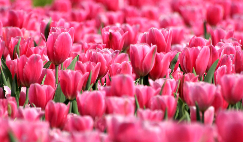 Pink Tulips in Holland Festival wallpaper 1024x600