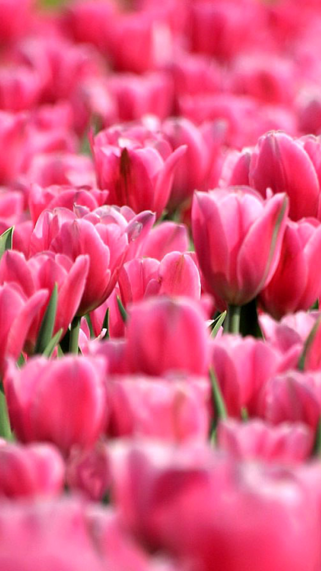 Обои Pink Tulips in Holland Festival 1080x1920