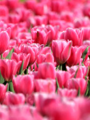 Sfondi Pink Tulips in Holland Festival 132x176