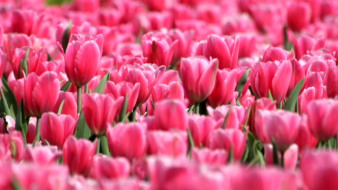 Pink Tulips in Holland Festival wallpaper 1366x768