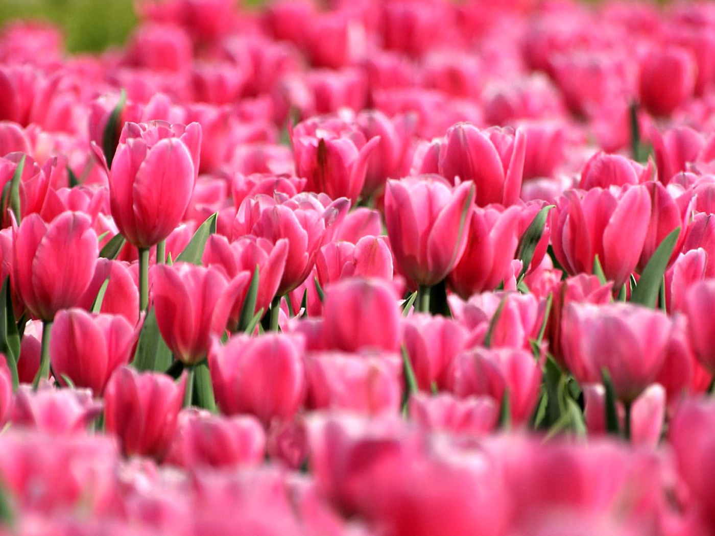 Pink Tulips in Holland Festival wallpaper 1400x1050