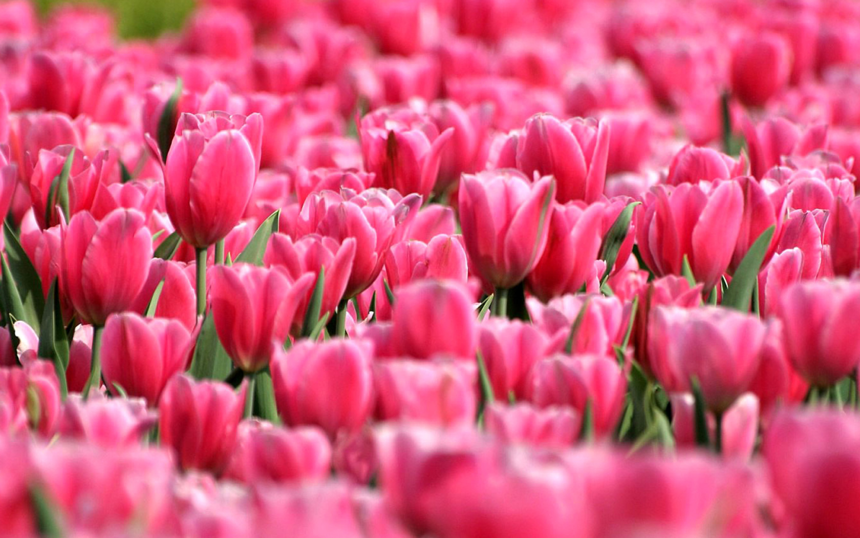 Pink Tulips in Holland Festival wallpaper 1680x1050