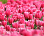 Pink Tulips in Holland Festival wallpaper 176x144