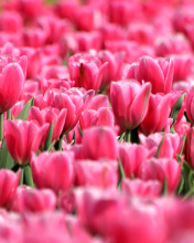 Pink Tulips in Holland Festival wallpaper 176x220