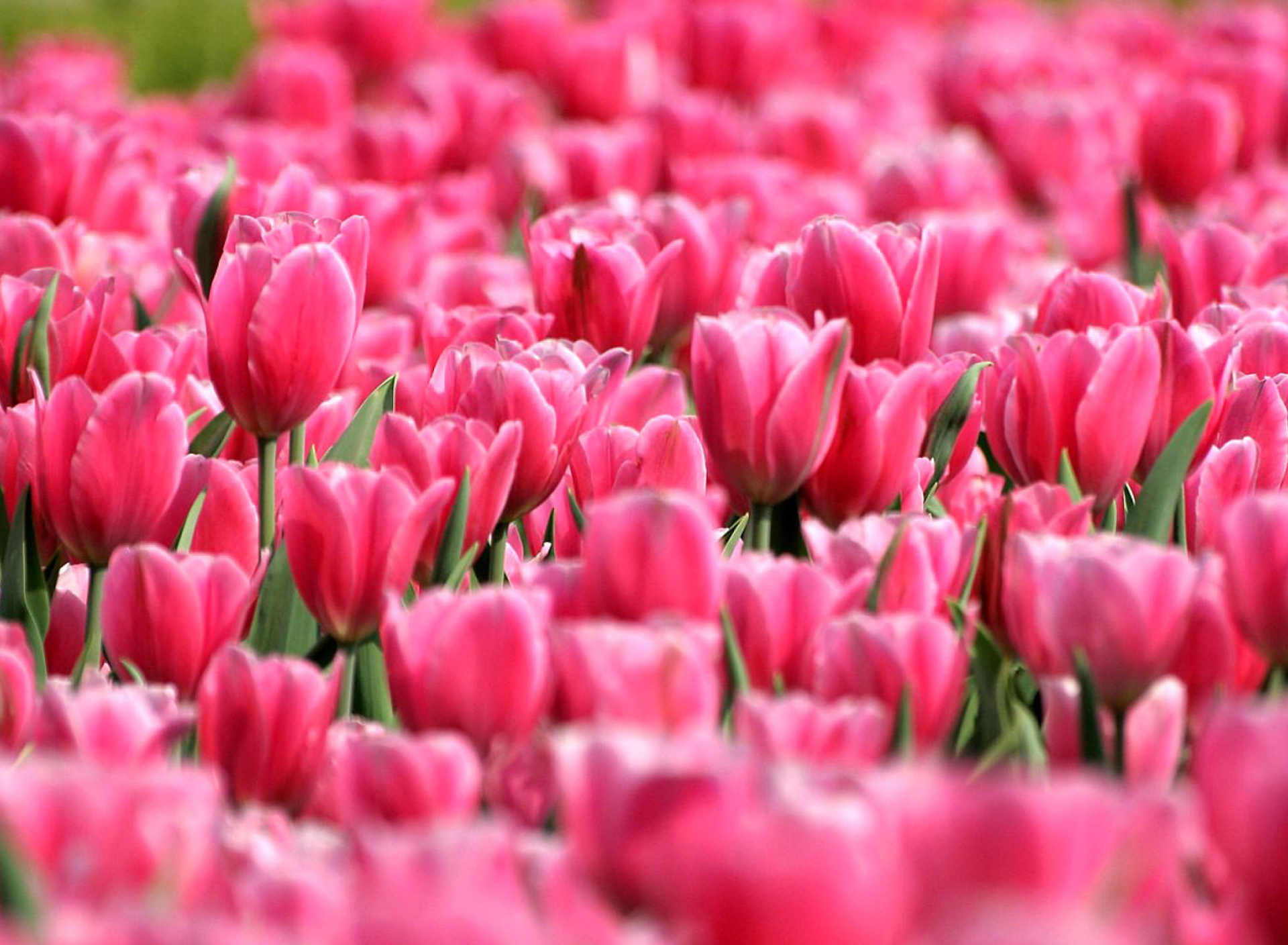 Fondo de pantalla Pink Tulips in Holland Festival 1920x1408