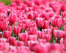 Sfondi Pink Tulips in Holland Festival 220x176