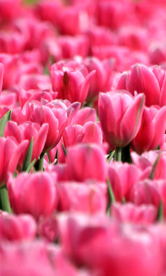 Обои Pink Tulips in Holland Festival 240x400