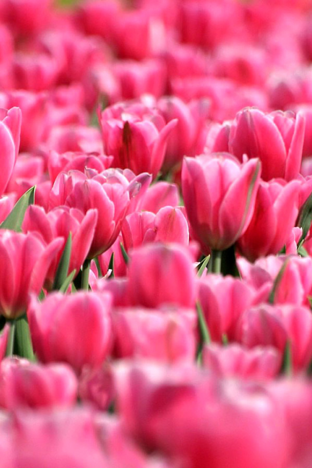 Pink Tulips in Holland Festival wallpaper 640x960