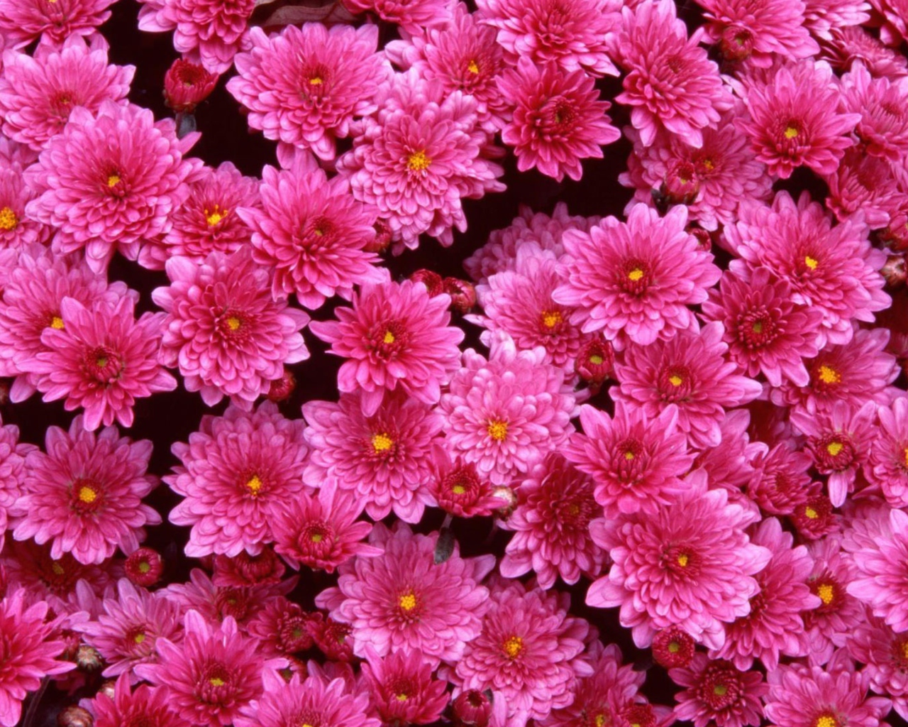 Screenshot №1 pro téma Magenta Flowers 1280x1024