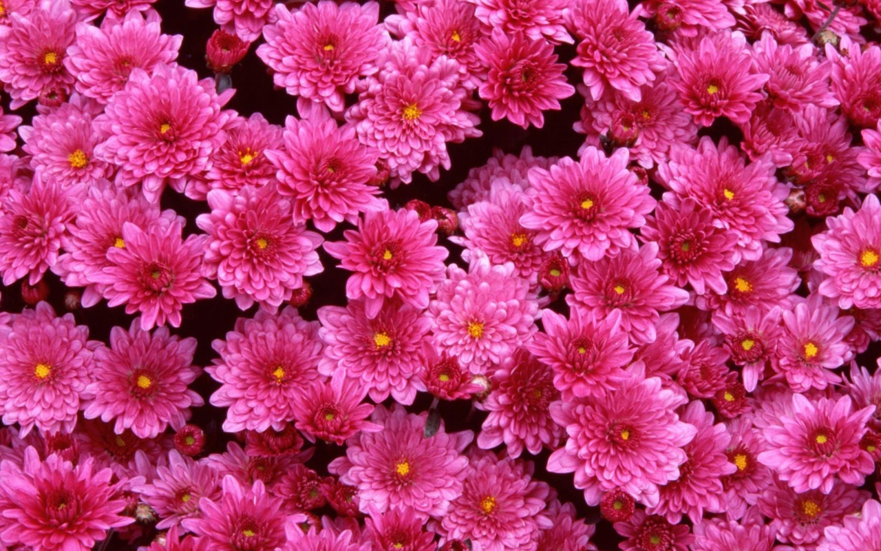 Magenta Flowers screenshot #1 1280x800
