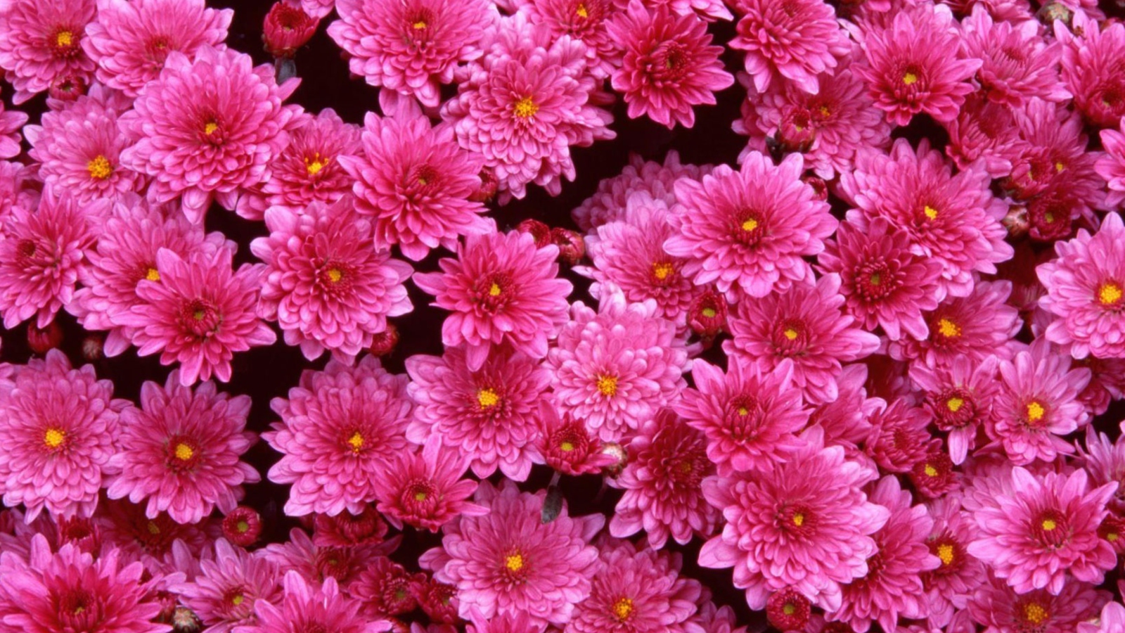 Magenta Flowers screenshot #1 1600x900